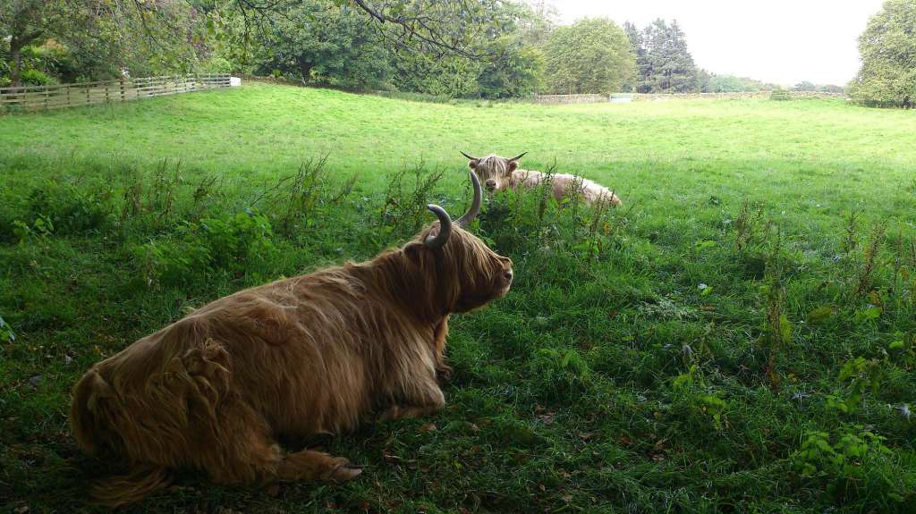 Richards Galloway Rinder bei Craigadam