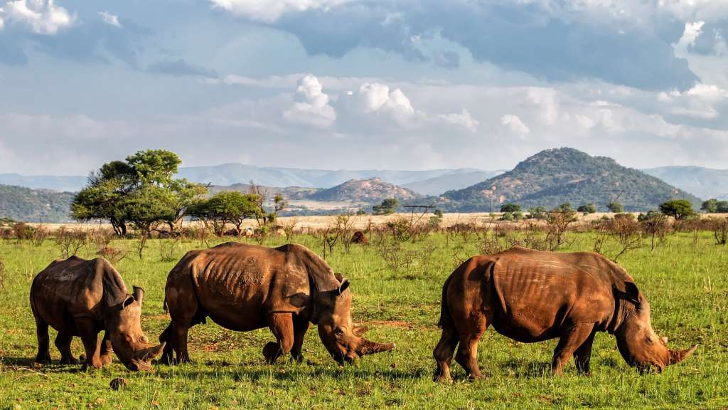 Drei Nashörner grasen in einem Feld mit Bergen im Hintergrund