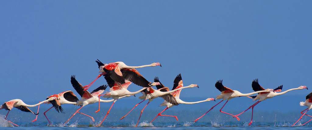 Eine Gruppe von Flamingos, die im Wasser laufen