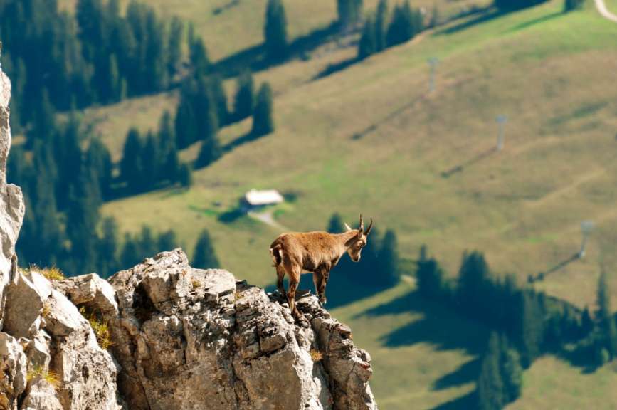 Eine Ziege steht auf einem Felsvorsprung in den Bergen