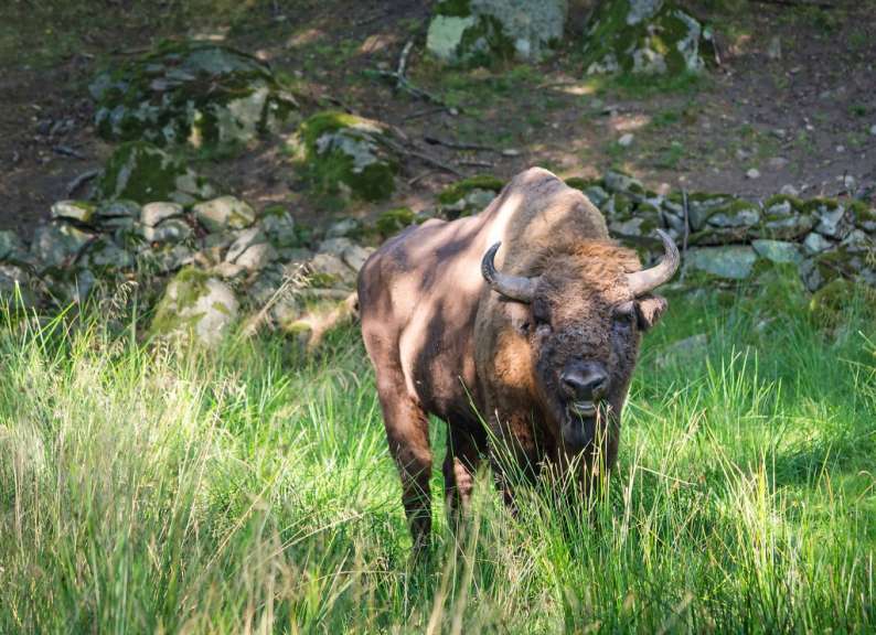 Ein Bison steht im hohen Gras und schaut in die Kamera
