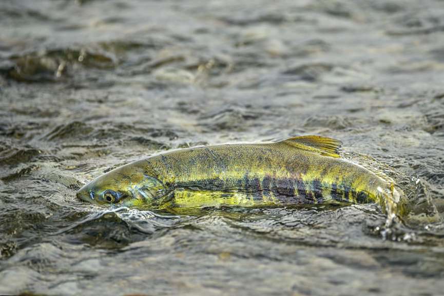 Ein Fisch schwimmt in einem Fluss und schaut in die Kamera