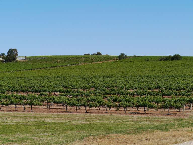 Ein Weinberg mit vielen Bäumen und einem blauen Himmel im Hintergrund