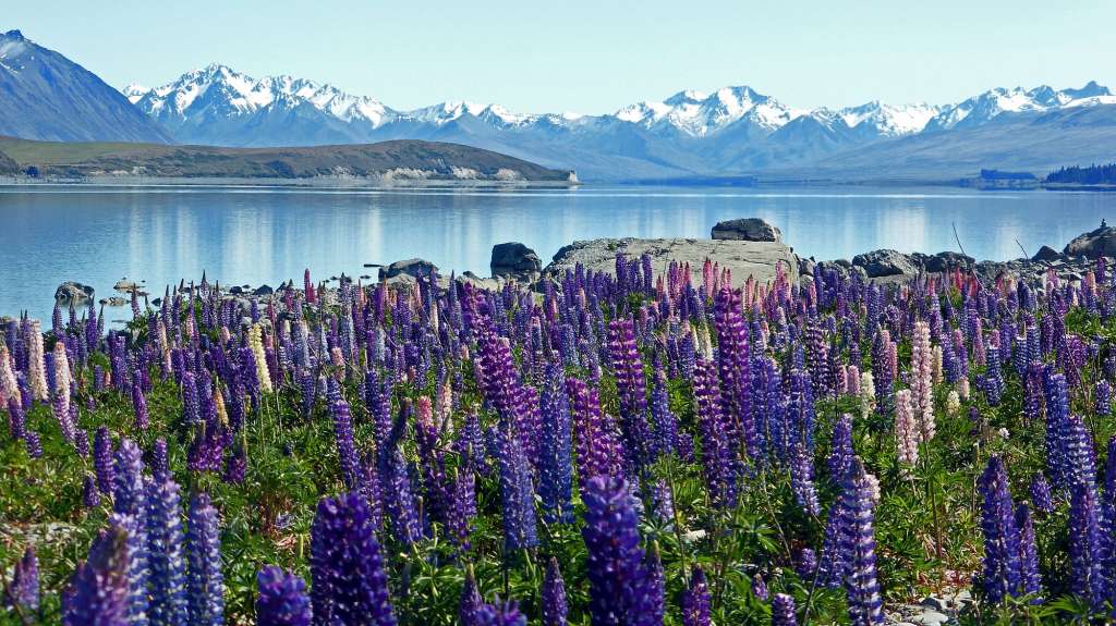 Ein Feld lila Blumen mit Bergen im Hintergrund