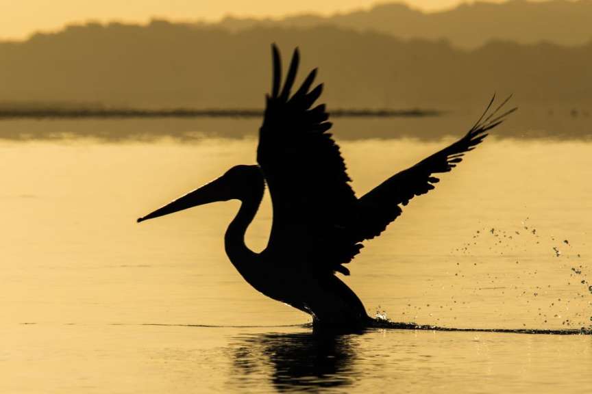 Eine Silhouette eines Pelikans, der im Wasser fliegt