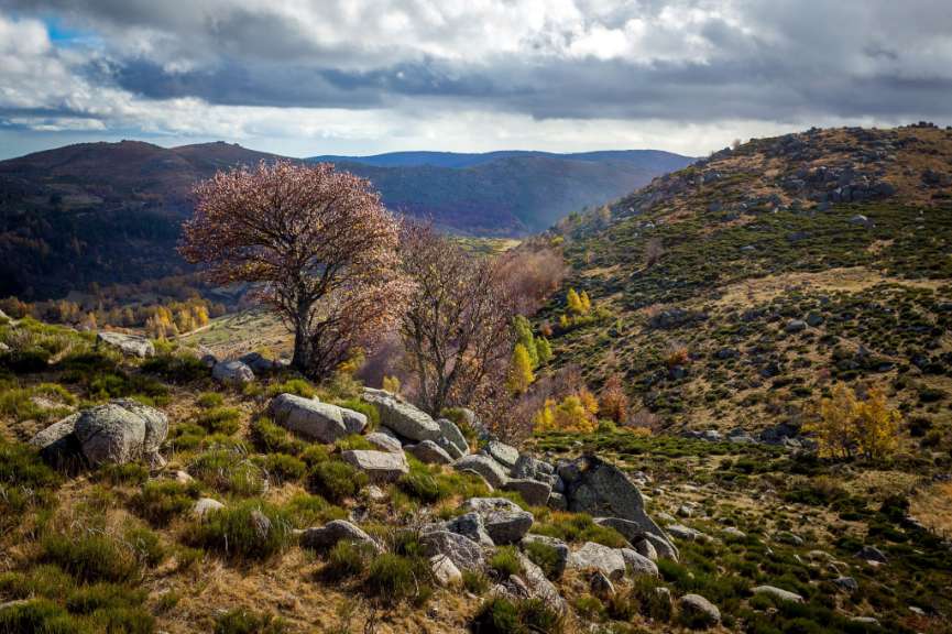 Ein Baum mit rosa Blüten steht auf einem felsigen Hügel