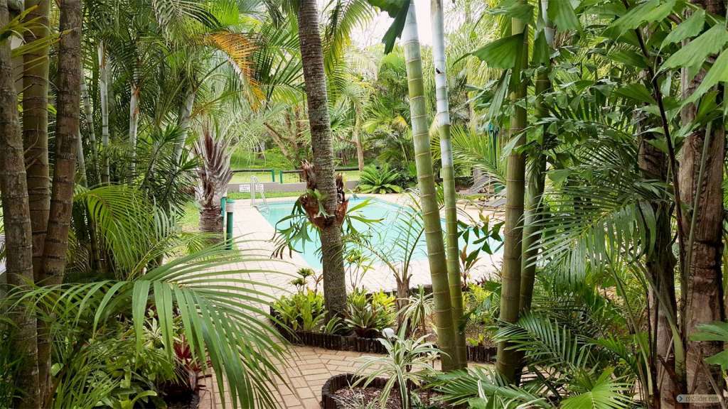 Ein tropischer Garten mit einem Swimmingpool im Hintergrund