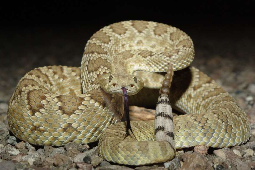 Lebt nur in der Mojave-Wüste: Mojave-Klapperschlange