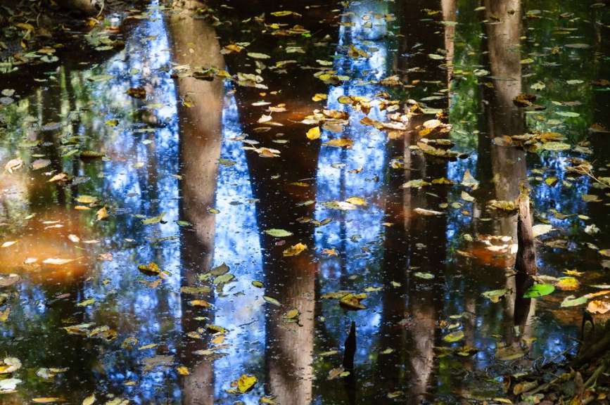Ein Teich mit Bäumen und Blättern im Wasser
