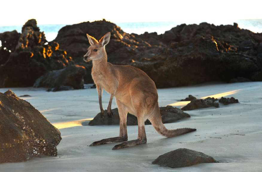 Ein Känguru steht auf einem weißen Sandstrand