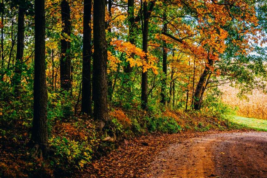 Ein Feldweg führt durch einen Wald mit Bäumen und Blättern