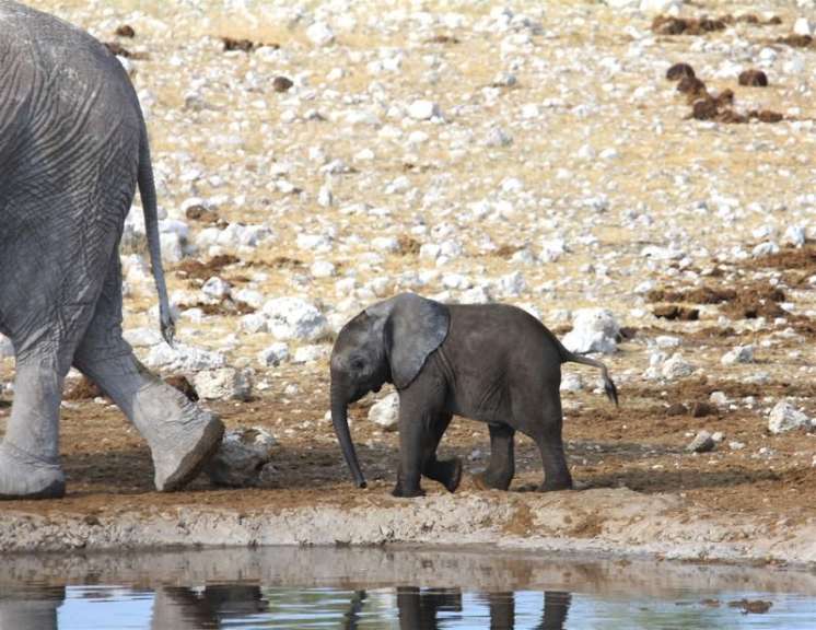 Etosha NP
