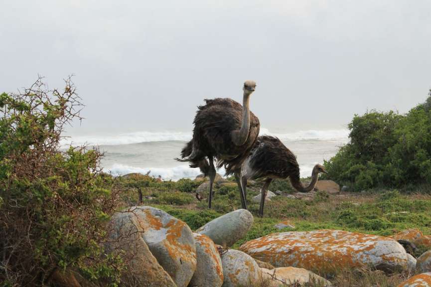 Zwei Strauße stehen auf einem felsigen Feld in der Nähe des Ozeans
