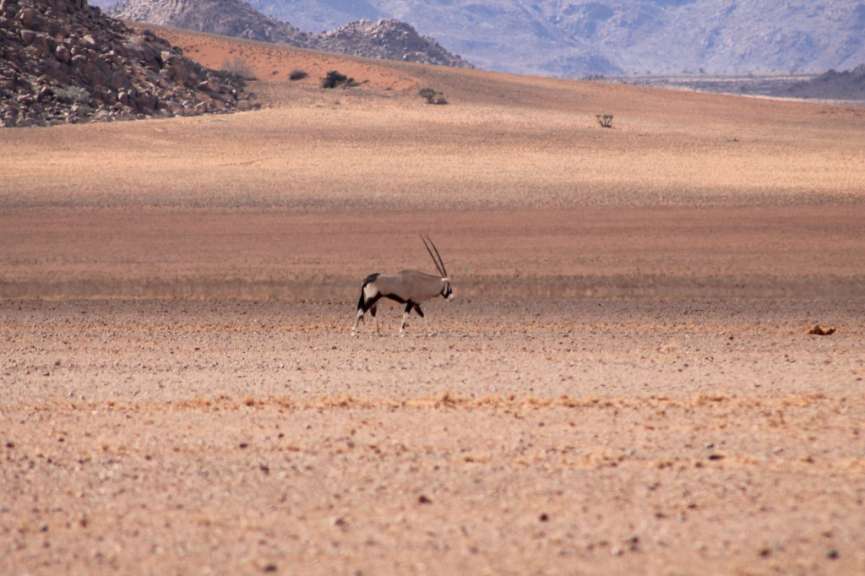 Ein Antilope läuft durch eine Wüste mit Bergen im Hintergrund