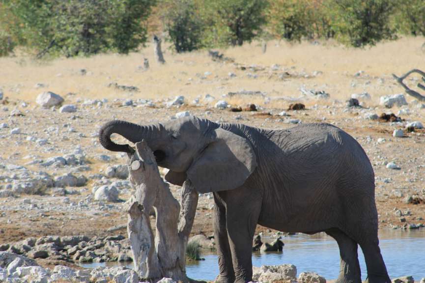 Ein Elefant steht in der Nähe eines Wasserlochs