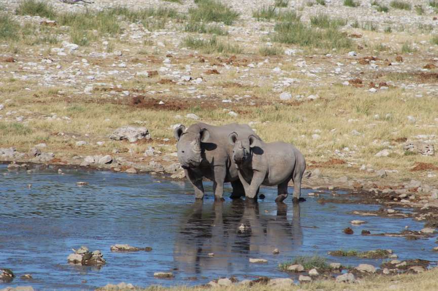 Drei Nashörner stehen in einem Teich und trinken Wasser