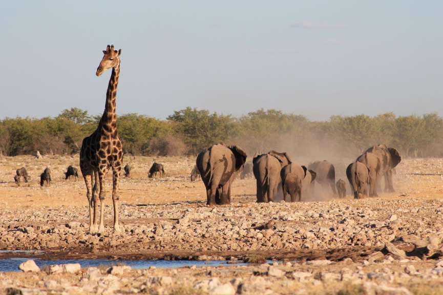Etosha-Nationalpark