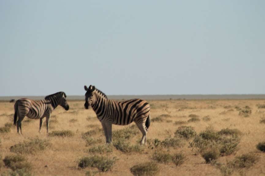Zwei Zebras stehen auf einer Wiese