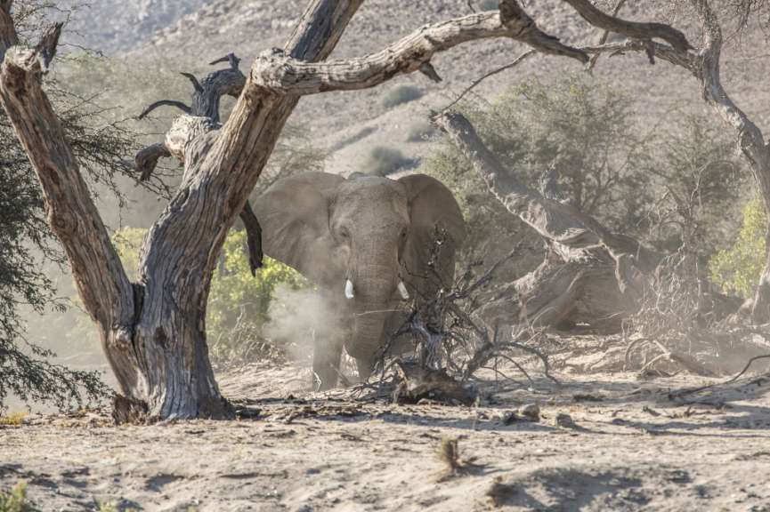Ein Elefant steht zwischen zwei Bäumen in der Wüste