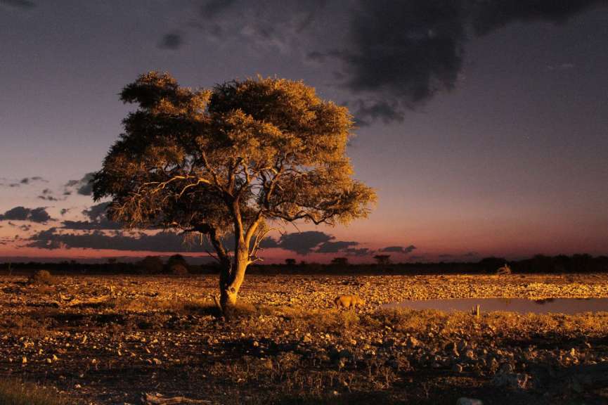 Etosha Park am Wasserloch