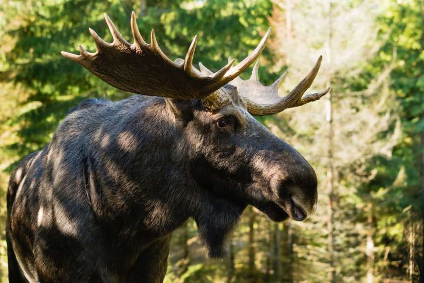 Ein Elch mit großen Hörnern steht im Wald