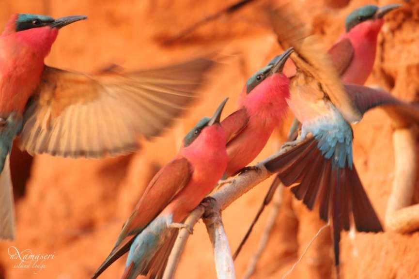 Eine Gruppe von rosa und blauen Vögeln sitzt auf einem Ast