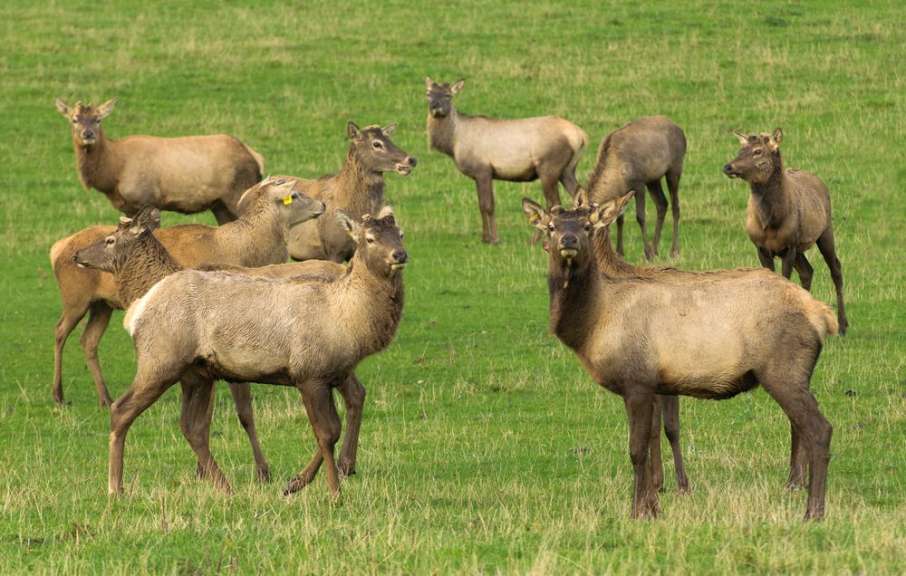 Eine Herde Elch steht in einem grünen Feld