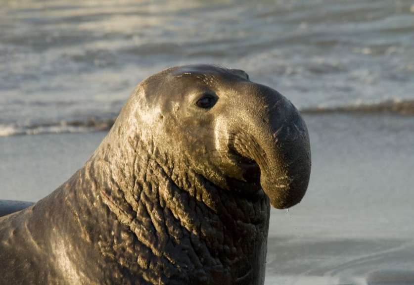 Eine Nahaufnahme eines Seeelefanten am Strand