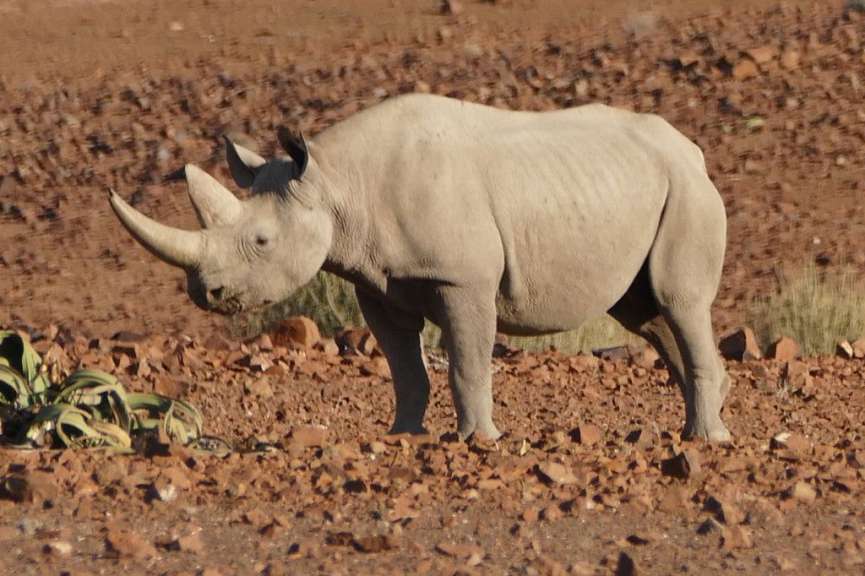 Spitzmaulnashorn im Damaraland