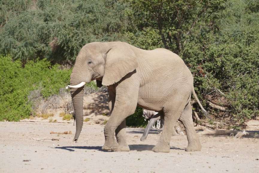 Wüstenelefant im Hoanib-Flussbett