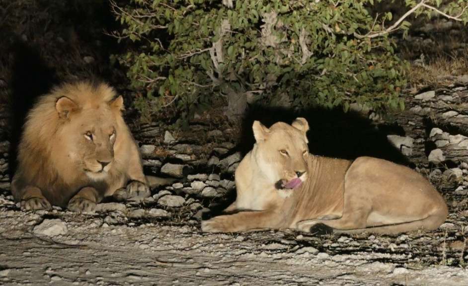 Löwenpaar in der Nacht