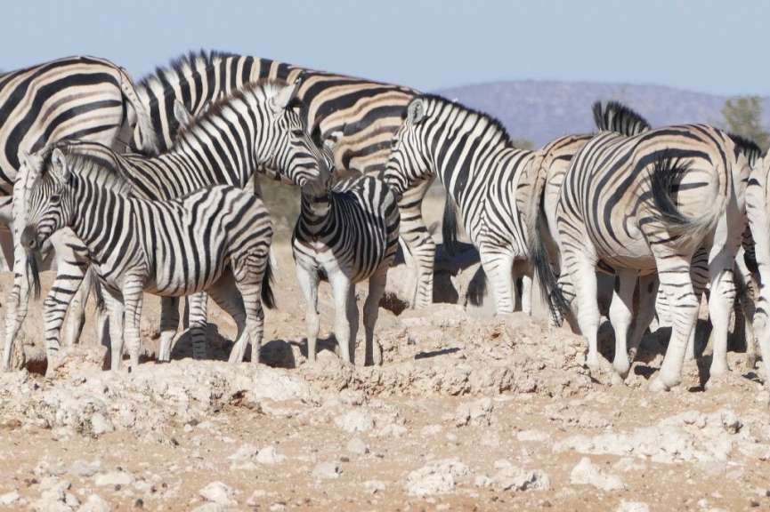 Zebras im Etosha