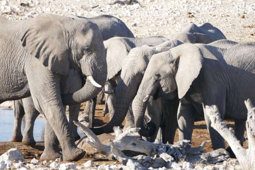 Elefantenherde am Olifantsbad
