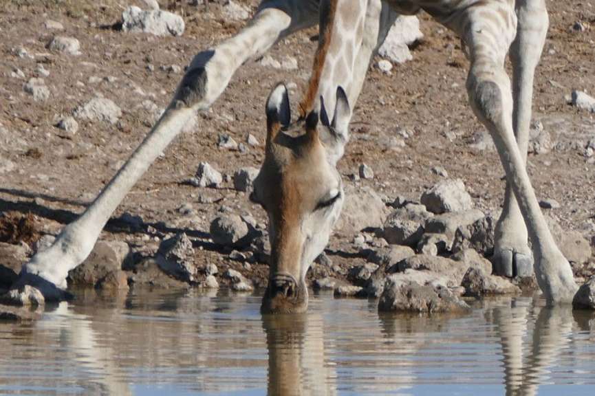 Giraffe am Wasserloch im Etosha