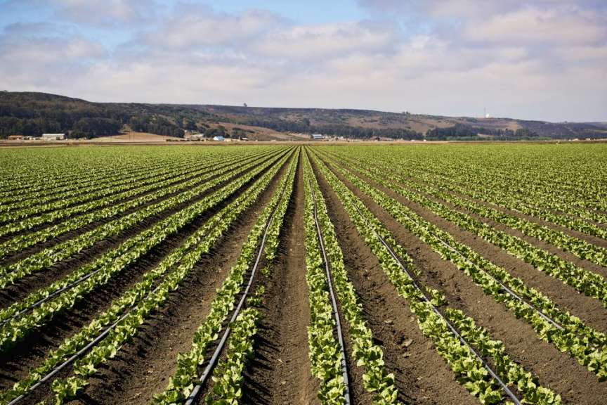 Eine Reihe von Salatpflanzen, die in einem Feld wachsen
