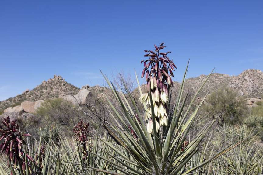 Eine yucca-Pflanze mit roten Blüten in der Wüste