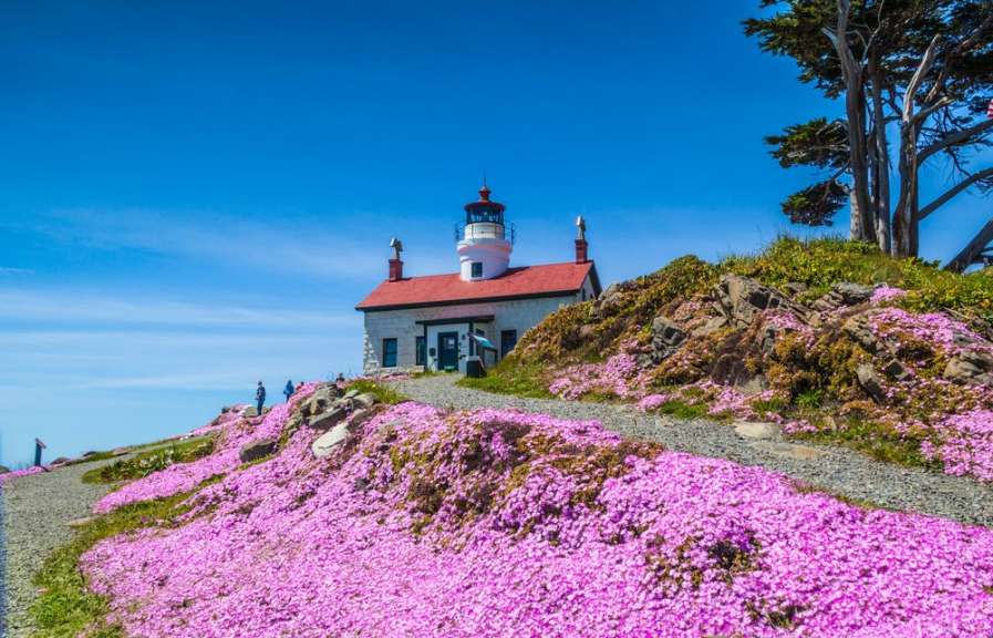 Ein Leuchtturm auf einem Hügel mit rosa Blumen umgeben