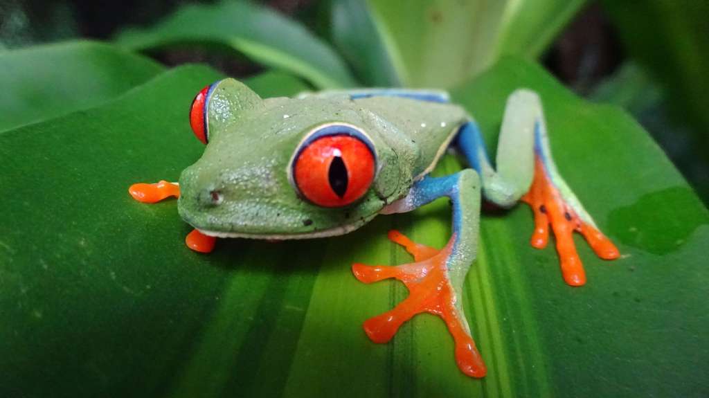 Ein grüner Frosch mit roten Augen sitzt auf einem grünen Blatt