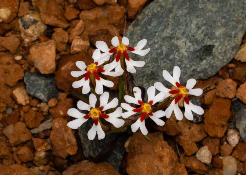 Eine Gruppe von kleinen weißen Blüten mit roten Mitten