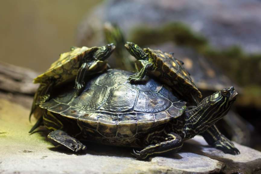 Eine Gruppe von Schildkröten sitzt auf einem Felsen