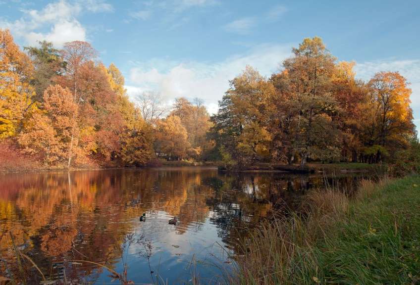 Ein Teich im Herbst mit Bäumen im Hintergrund