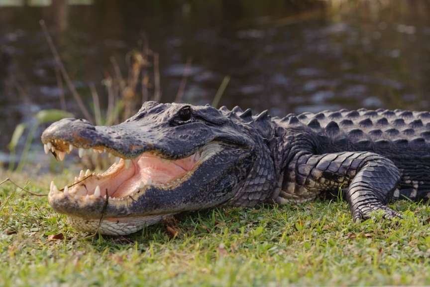 Ein Alligator liegt im Gras mit offenem Maul