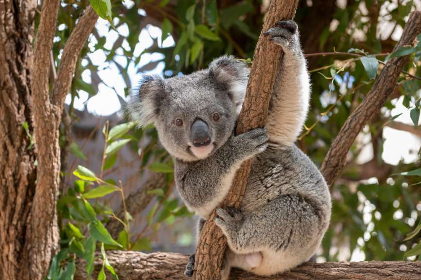 Ein Koala sitzt auf einem Ast und schaut in die Kamera