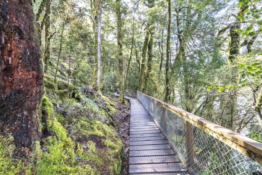 Eine Holzbrücke führt durch einen üppigen Wald