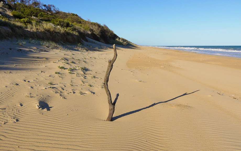 Ein Ast ragt aus dem Sand am Strand, im Hintergrund eine bewachsene Düne und das Meer unter blauem Himmel.