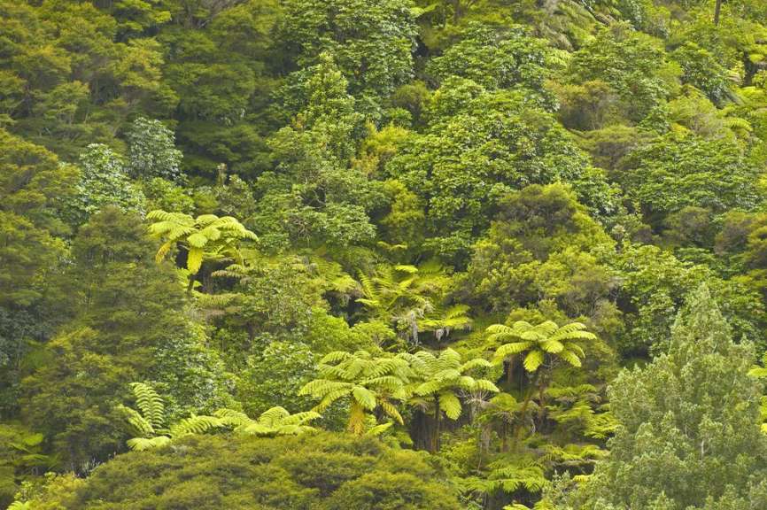Ein grüner Wald mit vielen Bäumen und Farnen