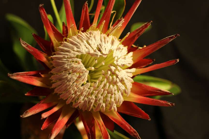 Eine Nahaufnahme einer roten und weißen Blume