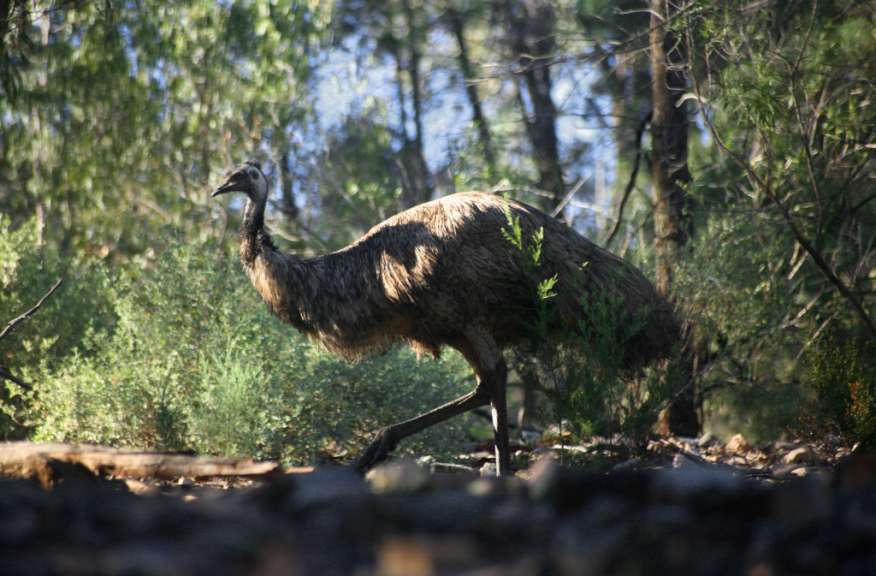 Ein Emu steht in einer buschigen, sonnendurchfluteten Landschaft.