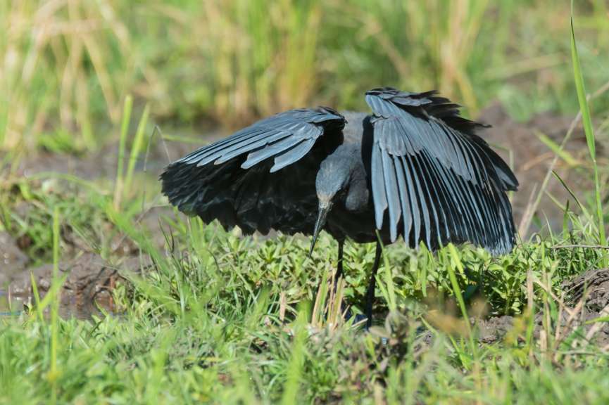 Ein dunkler Reiher mit weit ausgebreiteten Flügeln steht im Gras.