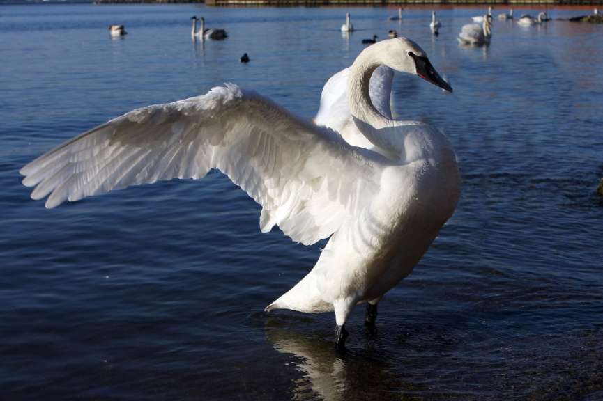 Ein weißer Schwan steht im Wasser mit ausgebreiteten Flügeln
